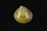 藏品(紅樹蜆)的圖片